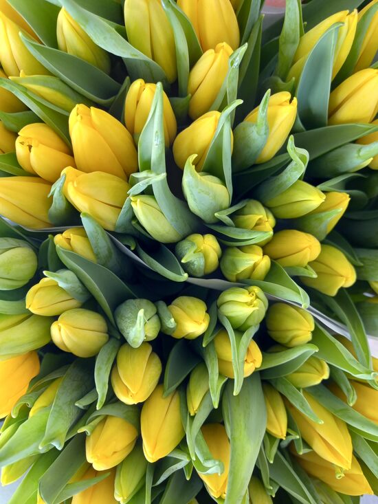 8. Marta ziedi nr 4.