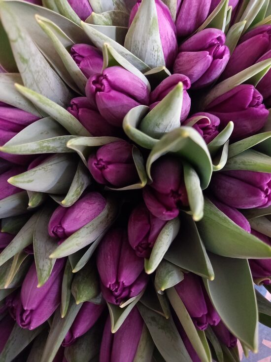 8. Marta ziedi nr 5.