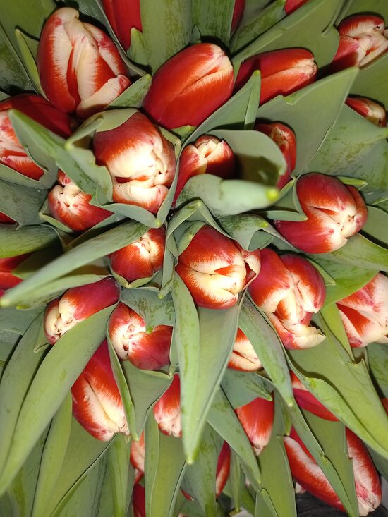 8. Marta ziedi nr 6.